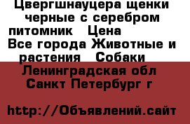 Цвергшнауцера щенки черные с серебром питомник › Цена ­ 30 000 - Все города Животные и растения » Собаки   . Ленинградская обл.,Санкт-Петербург г.